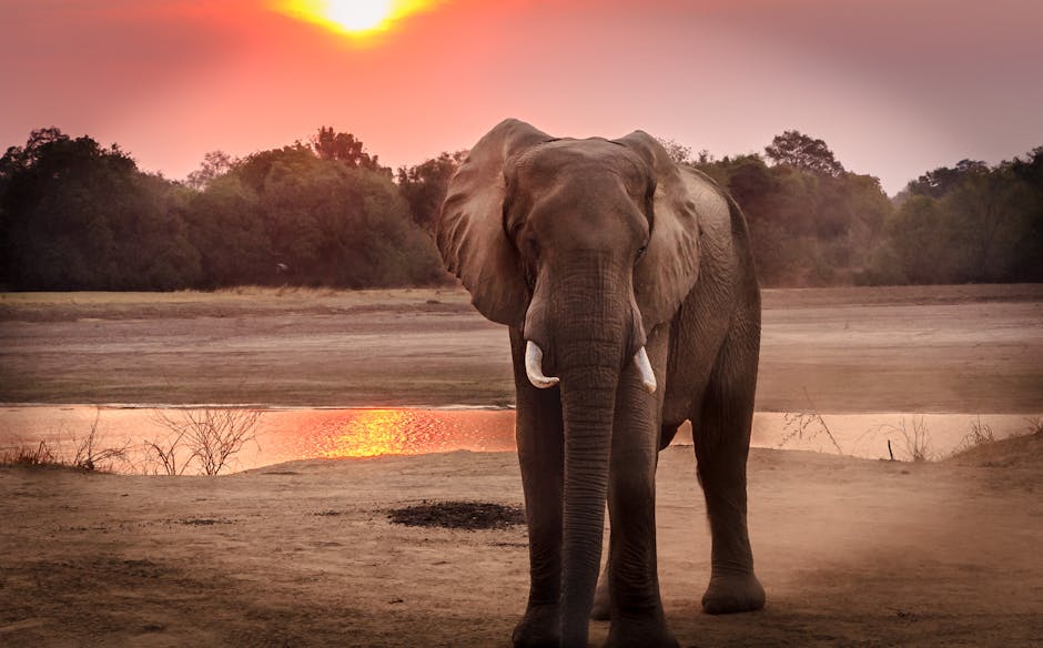 Safari Camps With Canvas Tubs and Wild Sunsets