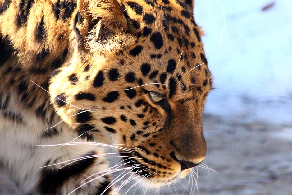 Safari Lodges With Leopard Trails and Firelit Breakfasts