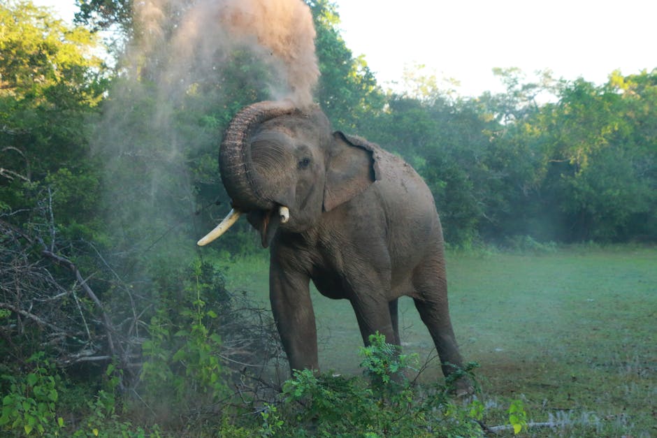 Safari Tents With Outdoor Fire Baths and Savannah Sounds