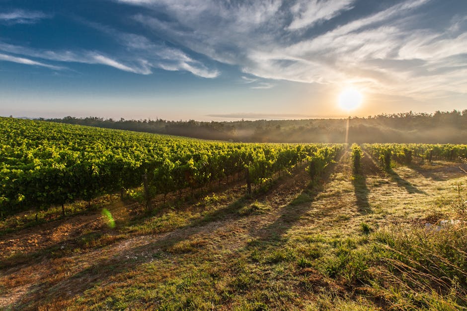 Vineyard Villas in Tuscany That Serve Wine Under the Stars